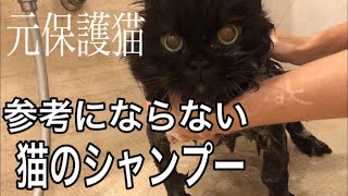 【参考にならない黒猫のシャンプー】元保護猫を獣医師が自宅で洗いました。慣れすぎて全く参考にならないかもしれません。