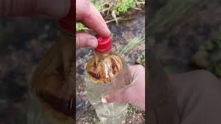 Homemade Birch Sap Kvass with Dried Apples