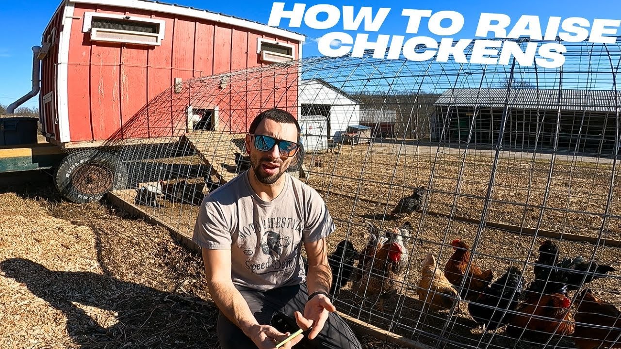 How to Raise Chickens for Beginners - YouTube