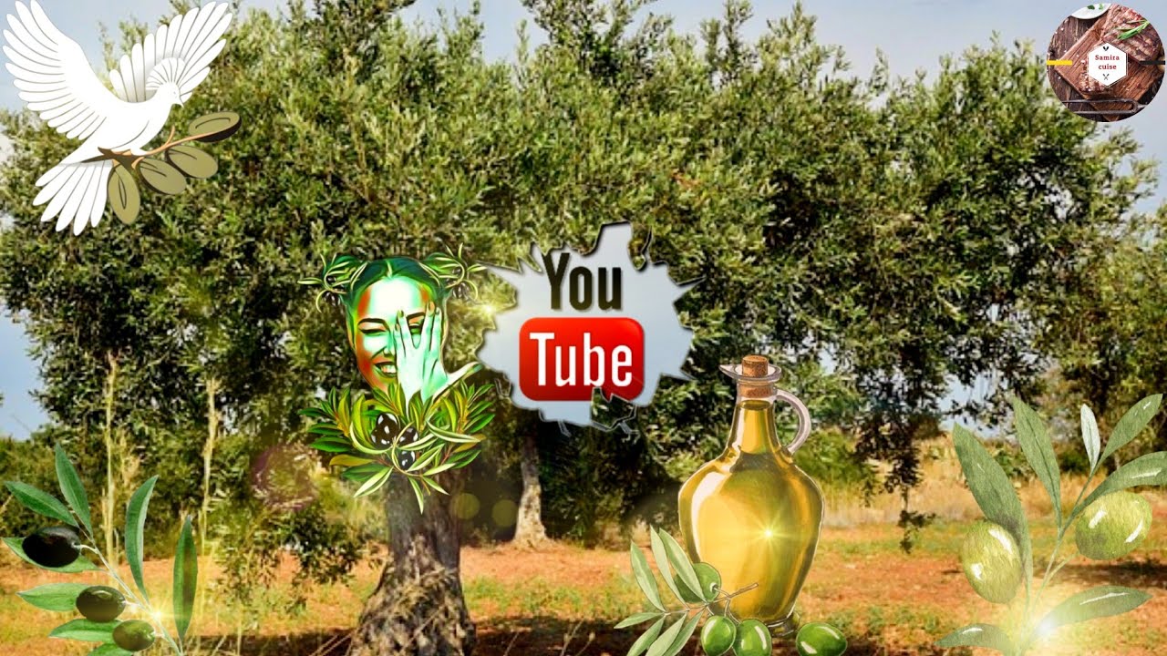 #بداية ظهور 🌿🫒🫒 البراعم الزهرية لشجرة الزيتون🫒🌿