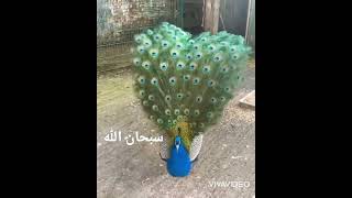 #short طاووس يفتح ريشه سبحان الله