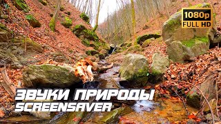 Живая Природа - Ручей | Осень | Звуки Природы | Звуки Ручья | Шум Воды | Релаксация | Заставка Тв