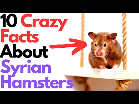 Video: Syyrian hamsterit: luokittelu, kuvaus ja hoito