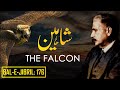 Balejibril 176  the falcon  shaheen  allama iqbal  iqbaliyat  aadhibaat