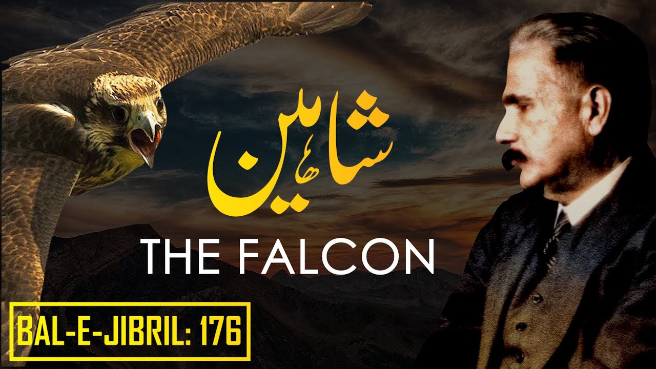 Bal e Jibril 176  The Falcon  Shaheen  Allama Iqbal  Iqbaliyat  AadhiBaat