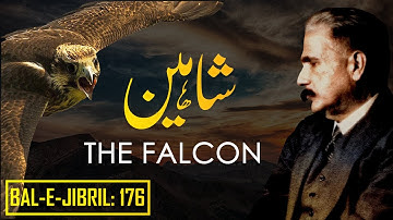 Bal-e-Jibril: 176 | The Falcon | Shaheen | Allama Iqbal | Iqbaliyat | AadhiBaat