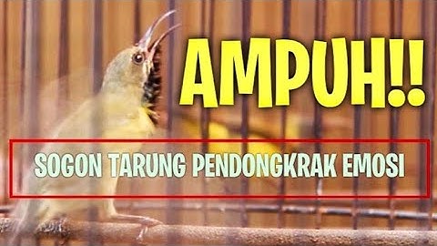 CEPAT RESPON SOGON MACET BUNYI ❗PANCINGAN AMPUH❗ CUMA 1 MENIT