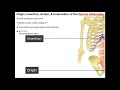 Abdominal Muscles | Origins, Insertions, Innervations, Actions