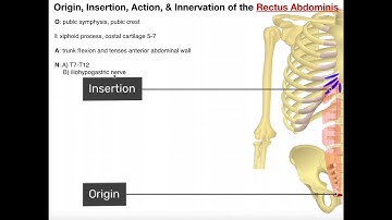 Abdominal Muscles | Origins, Insertions, Innervations, Actions