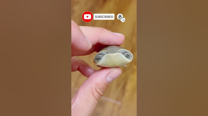 This Turtle Bites You Where It Hurts!! 😱🐢