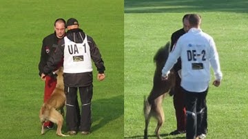 FCI 2017-Difference between Tuz iz Gratsiano and Punk vom Further Moor