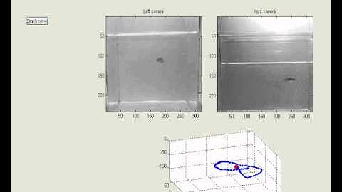Tracking system zebra fish