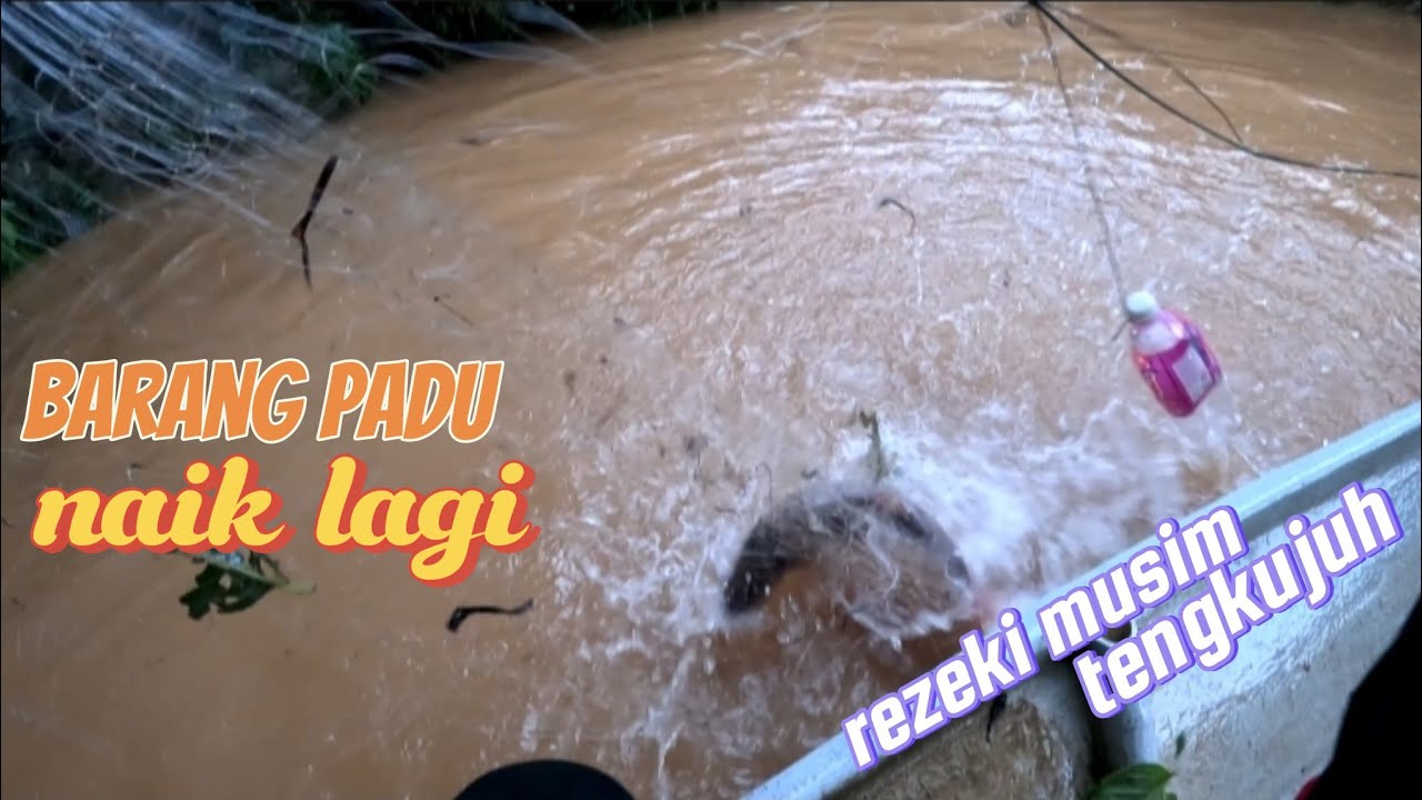 rezeki nelayan musim tengkujuh  spisis pergunungan naik lagi