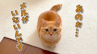 大好きな弟猫がいないと訴えかけてくる兄猫が可愛い