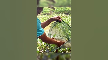 Câu cá trắm cỏ cuối mùa thu|Câu cá trắm trắng #moclure #cauca #fishing  #caucatunhien