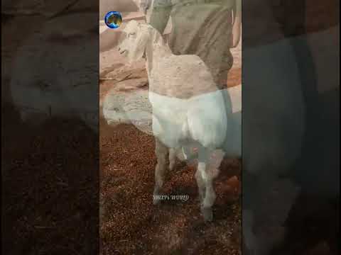 beautiful lamb 💥