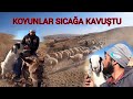 KANGAL KOYUNU SICAĞA KAVUŞTU