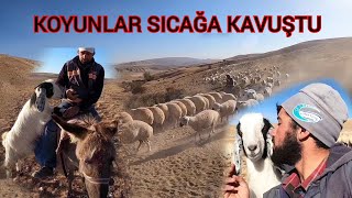 KANGAL KOYUNU SICAĞA KAVUŞTU