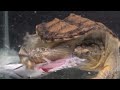 Ferocious snapping turtle rips open snake fish snapping turtle eats live fishlive feeding