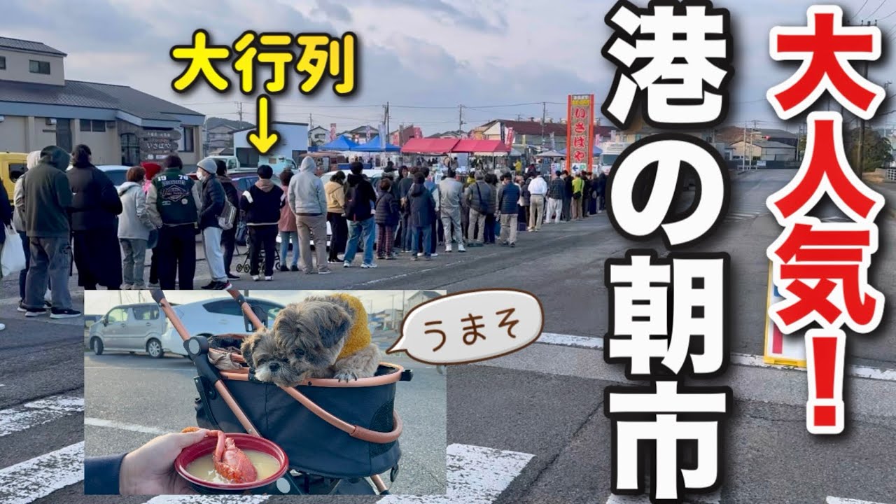 【前入り車中泊】早朝の大原漁港！犬連れOKの港の朝市で食べまくる/道の駅むつざわつどいの郷