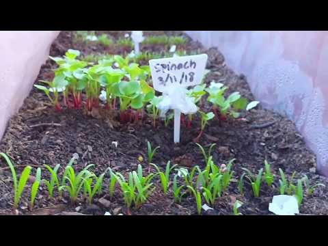 Sowing Extra Seeds in Gardening