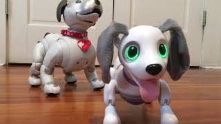 Aibo ERS1000 Meets Zoomer Playful Pup