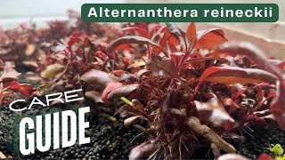 Plant Care Guide: The Scarlet Temple