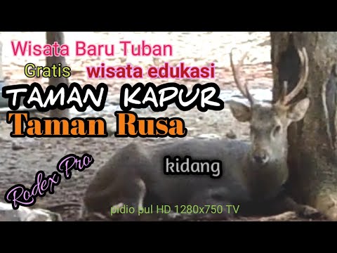 wisata-baru-tuban-wisata-alam-taman-kapur-taman-rusa-kidang---rodex-pro-wisata