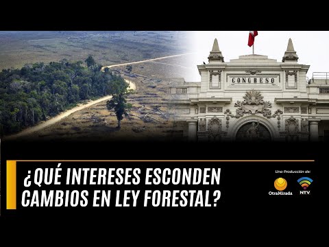 Campodónico y Giesecke alertan incremento en tala ilegal tras modificatoria de la Ley Forestal