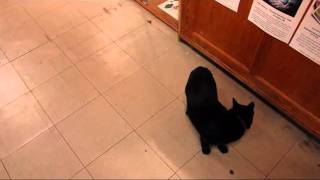 VLOG: Luna's String Game Part 2, Cat at Melange Magique