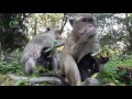 Life of monkeys - Ep42, Monkey lose arm have a baby, Family of monkey, b...
