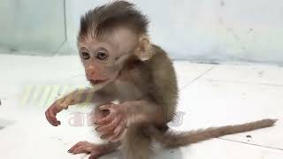 baby monpai learns to stand and walk #babymonkey #babymonpai #monkey