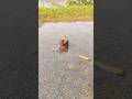Rainy Day Catch Alive Fish 🐟 #shortvideo