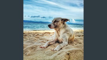Understated Ambiance for Lazy Doggo