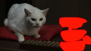 主役猫・玉之丞の“萌え”写真も！「猫侍」スピンオフドラマの主題歌MV公開　#Cat samurai　#MV