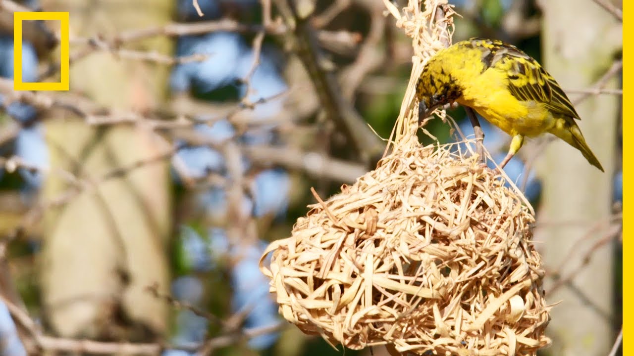 Ces oiseaux construisent des nids, les femelles choisissent les meilleurs 