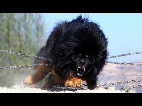 Video: 10 Giant Dog Breeds That Are Big Softies