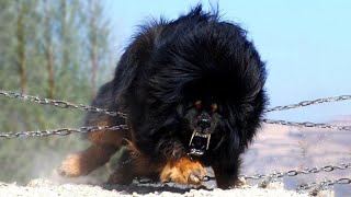 20 Most Powerful Dogs In The World