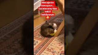 Galatasaray altyapısı: Yeni Messi bulundu 😻😂 #cat #kitten  #galatasaray #futbol  #komikvideo #viral
