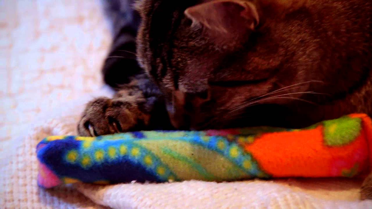 camera iphone 8 plus apk VermontStick Coupaw v2