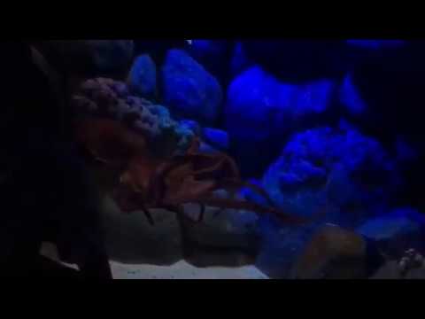 Beautiful Octopus Spotted in Singapore Sea Aquarium