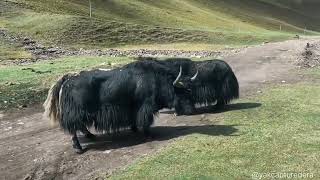 Yak Tries to Intimidate Rival in High Mountains | Real Wildlife Documentary