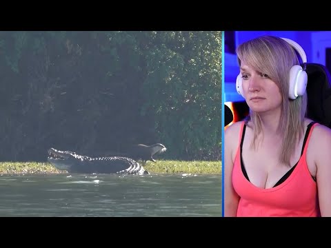 5 Animals That Could Defeat A Crocodile Part 2 | Luong Vlog