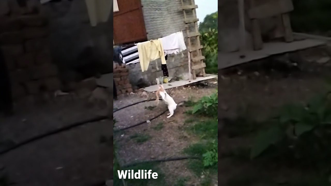 Mobile shooting wild garden,, 