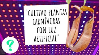 Cómo CULTIVAR plantas carnívoras DENTRO DE CASA | Ep. 387