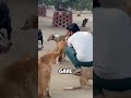 Saving Handicapped Dogs: Unbreakable Bonds Formed
