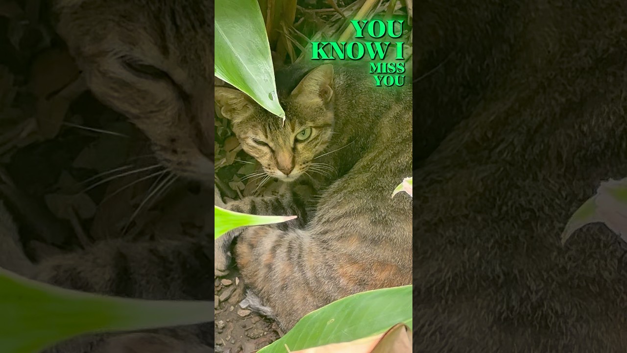 YOU KNOW I MISS YOU | Cat Meme 
