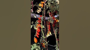 Tuyệt vời những con ốc sên #ocsen #shortvideo