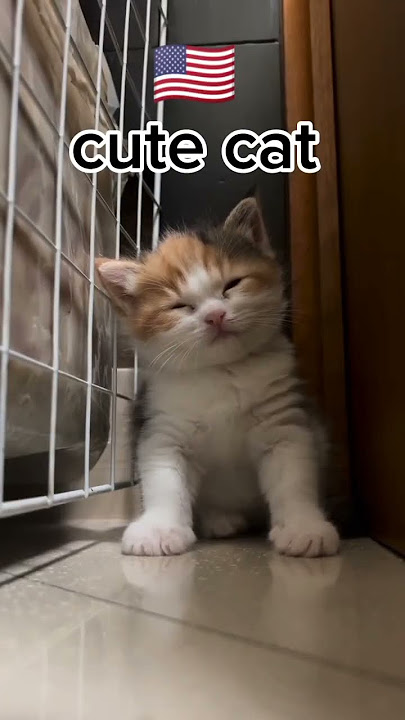 kucing imut ( bahasa ) #inggris #malaysia #melayu #amerika