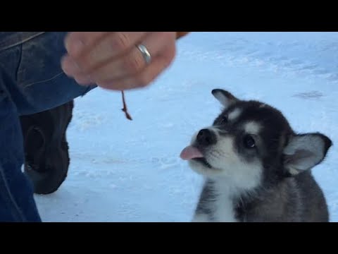 Video: Californische 'stedelijke' Sledehonden Zijn Cool Zonder Sneeuw